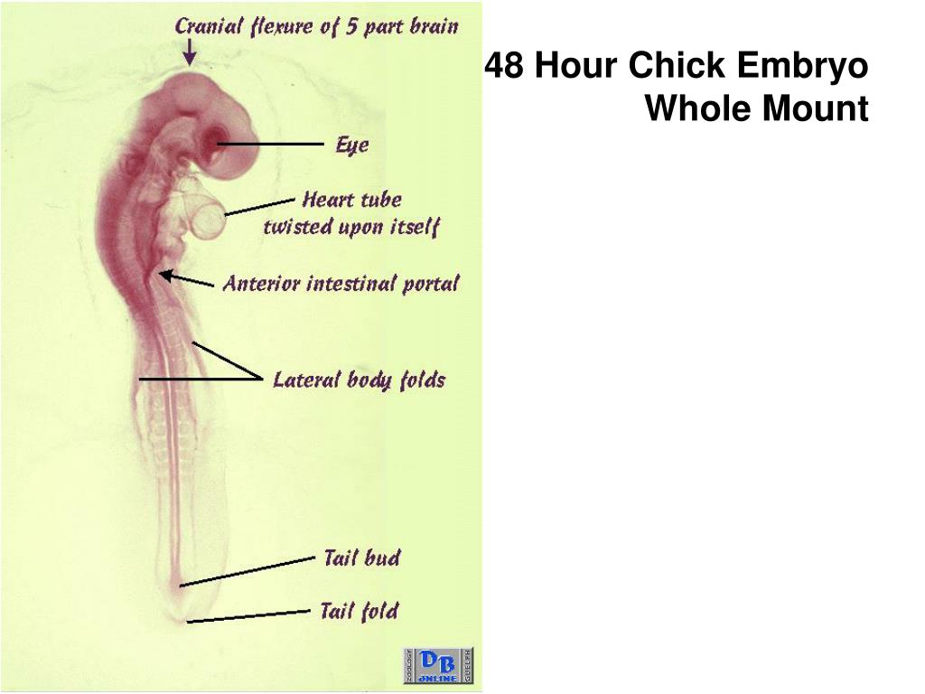 96 hour chick embryo serial section